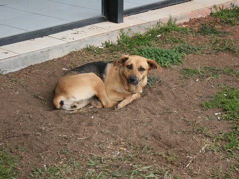 A caramel-colored street dog lying on the dirt next to a building