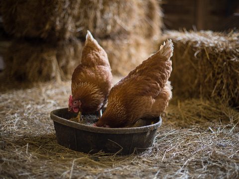 Two brown chickens eating from a bowl in the straw