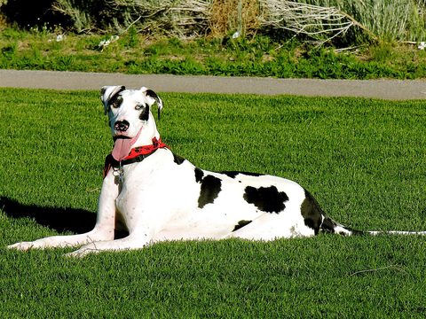 A big black-and-white Great Dane lying on the grass
