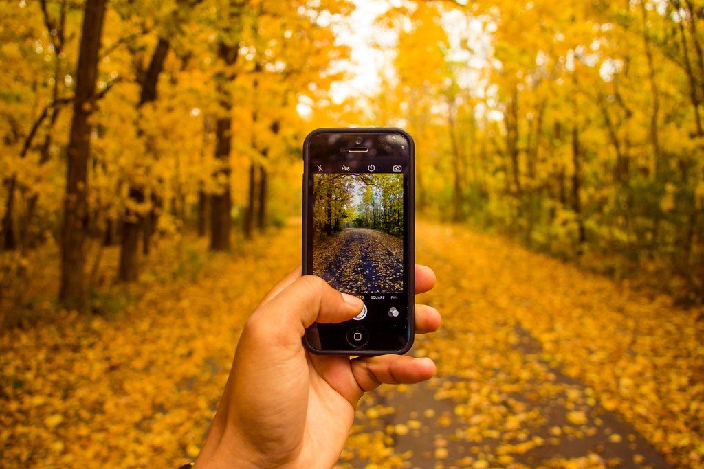 A hand holds a smartphone and takes a photo of a path with yellow fall trees